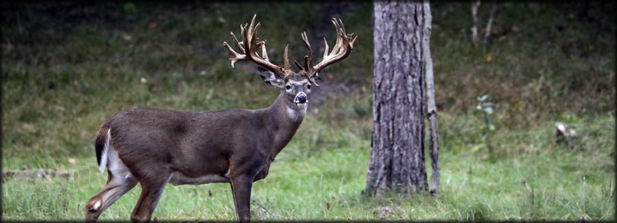 Trophy Whitetail Buck