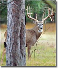 Trophy Buck Hunts