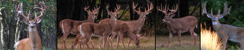 If trophy whitetail bucks are your passion, you must visit Rhino Hunt Club in Custer, MI for your West Michigan deer hunting experience.