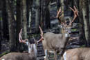 Live Big Buck Images